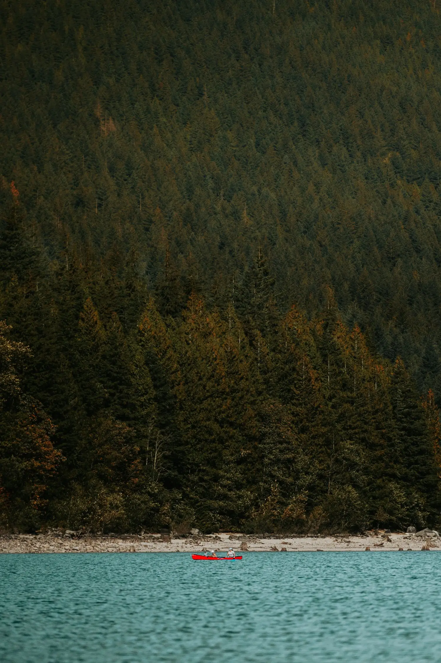 Kayaker beneath a steep forested coastline